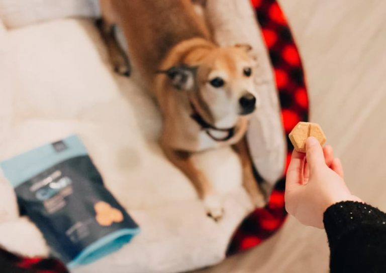 Do CBD Dog Treats Works in Real Life [A Guide for Dog Owners]